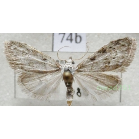 Nola confusalis (Herrich-Schäffer, 1847) Czech74b